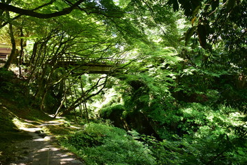 Fototapeta premium こおろぎ橋 初夏