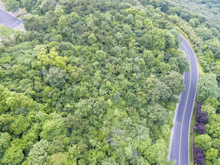 Aerial forest canopy