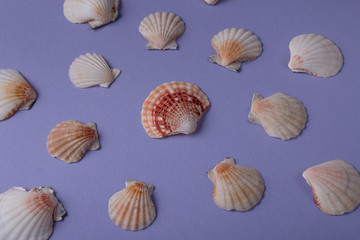Marine composition made of shell surrounded other seashells on purple background. Top view.