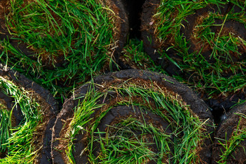 Green lawn grass in rolls