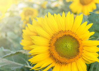 Obraz premium The sunflower with blue sky background