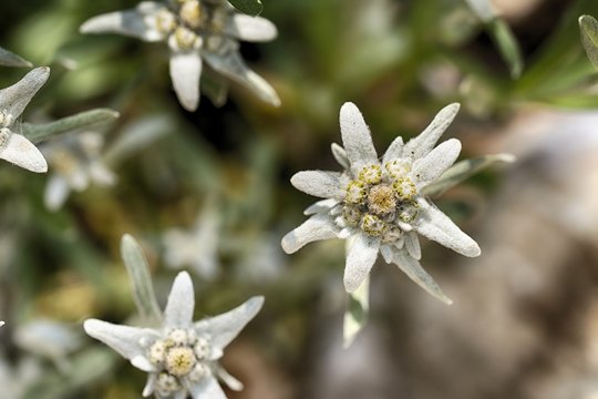 White beauty Edelweiss flower in nature of high mountain