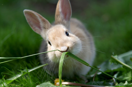 kleines kaninchen1
