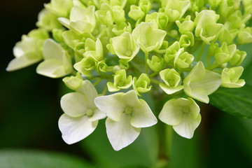 hydrangea