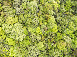 Aerial forest canopy