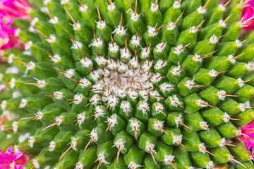 Naklejka na ściany i meble closeup cactus thorn. nature pattern.