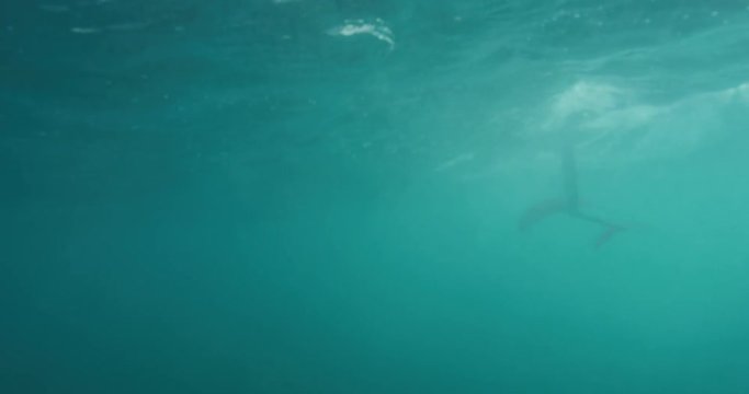 Underwater view of hydrofoil surfboard gliding through water