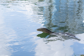 Water monitor or Thailand dragon animal alligator in the water pond