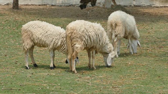 sheep eating grass in farm.