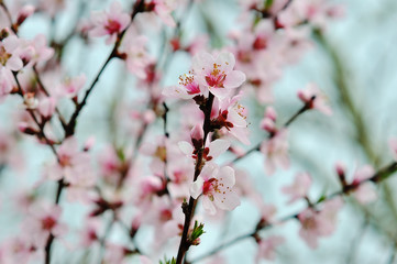 Fototapeta na wymiar spring tree with pink flowers
