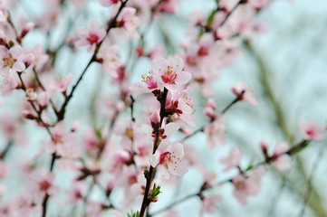 spring tree with pink flowers