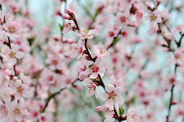 Blooming tree in spring