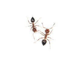 ants on a white background