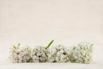 White sweet william flowers bouquet with copy space