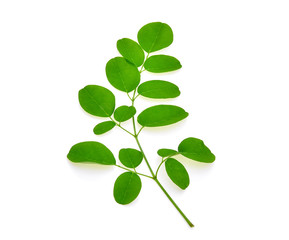 branch of green moringa leaves,Tropical herbs isolated on white background