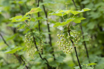 Green fruits of currant.