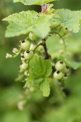 Green fruits of currant.