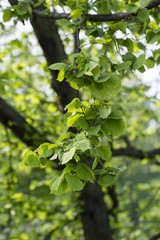 Young honey leaves with tree in background.