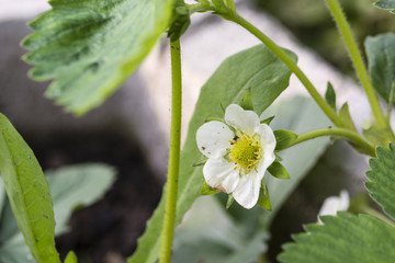 Flower of strawberries with green leaves.