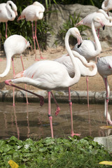 Vertical portrait of a greater flamingo (flamingo, pink) / Flamingos or flamingoes are a type of wading bird in the family Phoenicopteridae, the only family in the order Phoenicopteriformes.