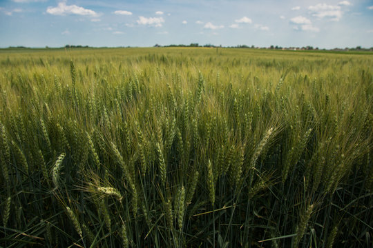 Fields of rye