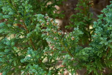 Globose seed cones of Fitzroya cupressoides, cypress conifer tree in Tasmania, Australia