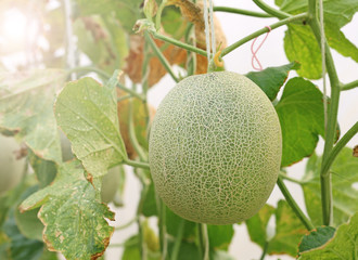 japanese green cantaloup melon.