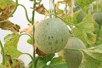 japanese green cantaloup melon.