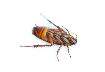 Cockroach on white background.