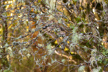 Old man's beard fruticose lichen, Usnea, tree moss hanging on branches in Tasmania, Australia.