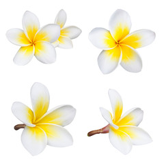 Frangipani or plumeria flower isolated on white background