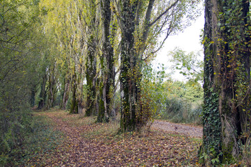 poplars in the Park