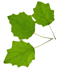Green maple leaf on white background