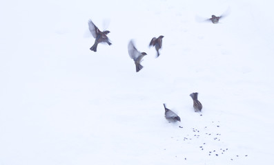 birds in the snow