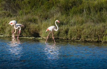 Rose flamingo in swamp during a sunny day