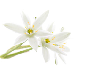Fototapeta na wymiar Flowers snowdrops on a white background