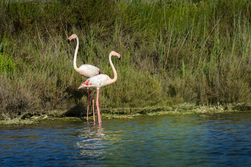 Rose flamingo in swamp during a sunny day