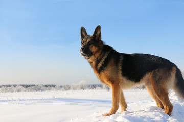 Dog german shepherd in a winter