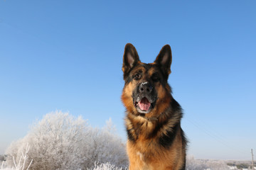 Dog german shepherd in a winter