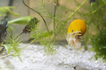 snails in the aquarium