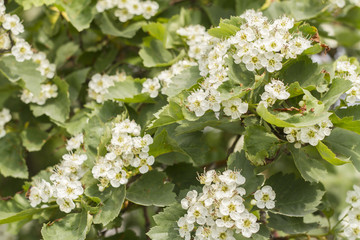 blooming viburnum