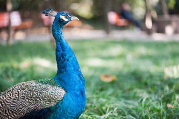 Obraz premium Blue peacock close-up in the grass