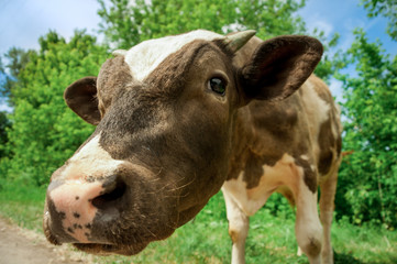 Cow on a summer pasture