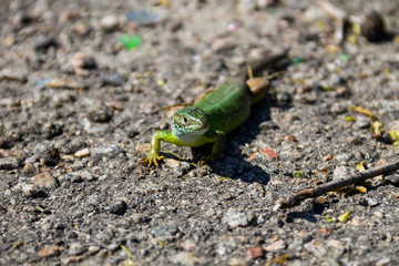 Green lizard on grey asphalt road