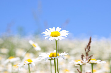 Field chamomile. Summer flowers