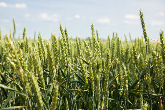 Fields of wheat