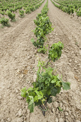 Vineyards