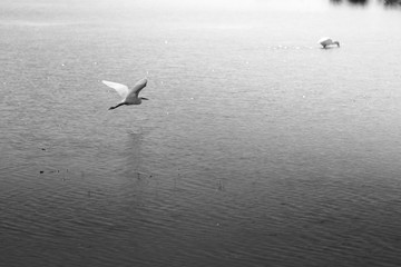 Heron is flying over the lake