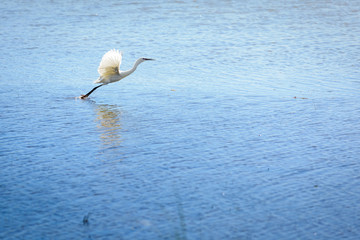 Heron is flying over the lake