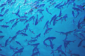 Plenty of freshwater fishes swimming under water - found in southern Thailand